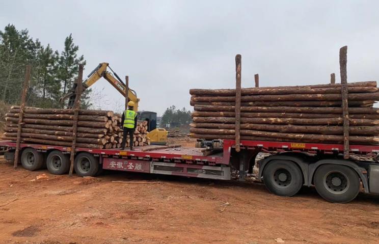 松木樁和杉木樁哪個(gè)更適合打木樁？?jī)烧邊^(qū)別有哪些？