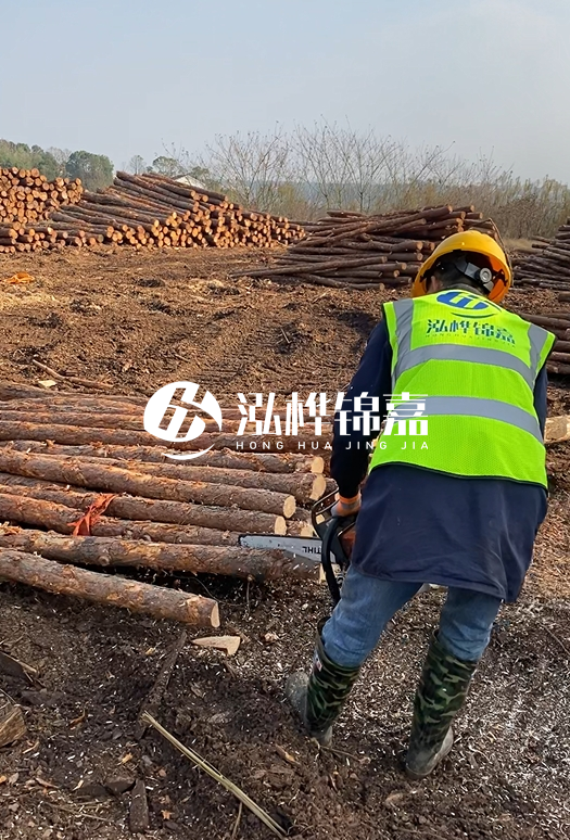 廣東松木樁3米生產(chǎn)廠家-3米直徑12松木樁多少錢？